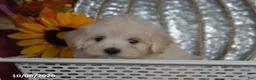 Maltipoo dogs for sale: Ralph - Ad 3