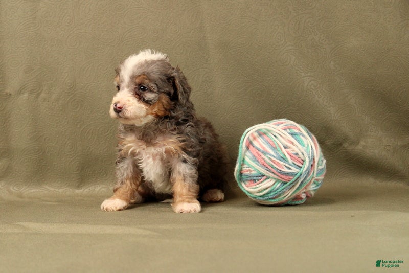 Mini Bernedoodle dogs Corianna - Ad 2