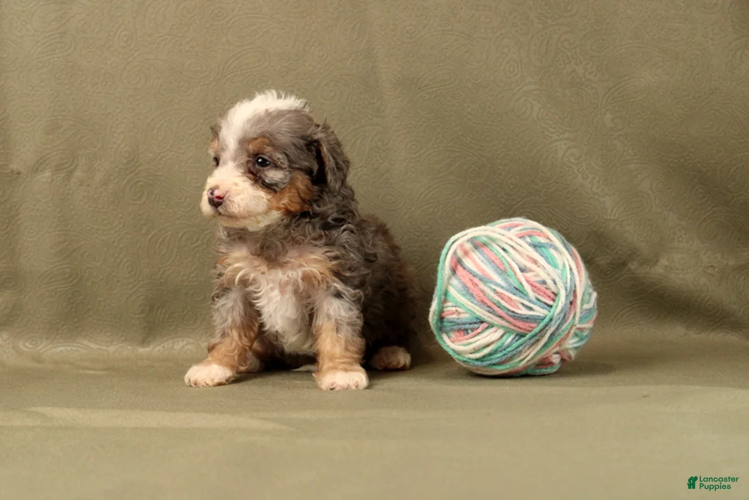 Mini Bernedoodle dogs for sale: Corianna - Ad 2