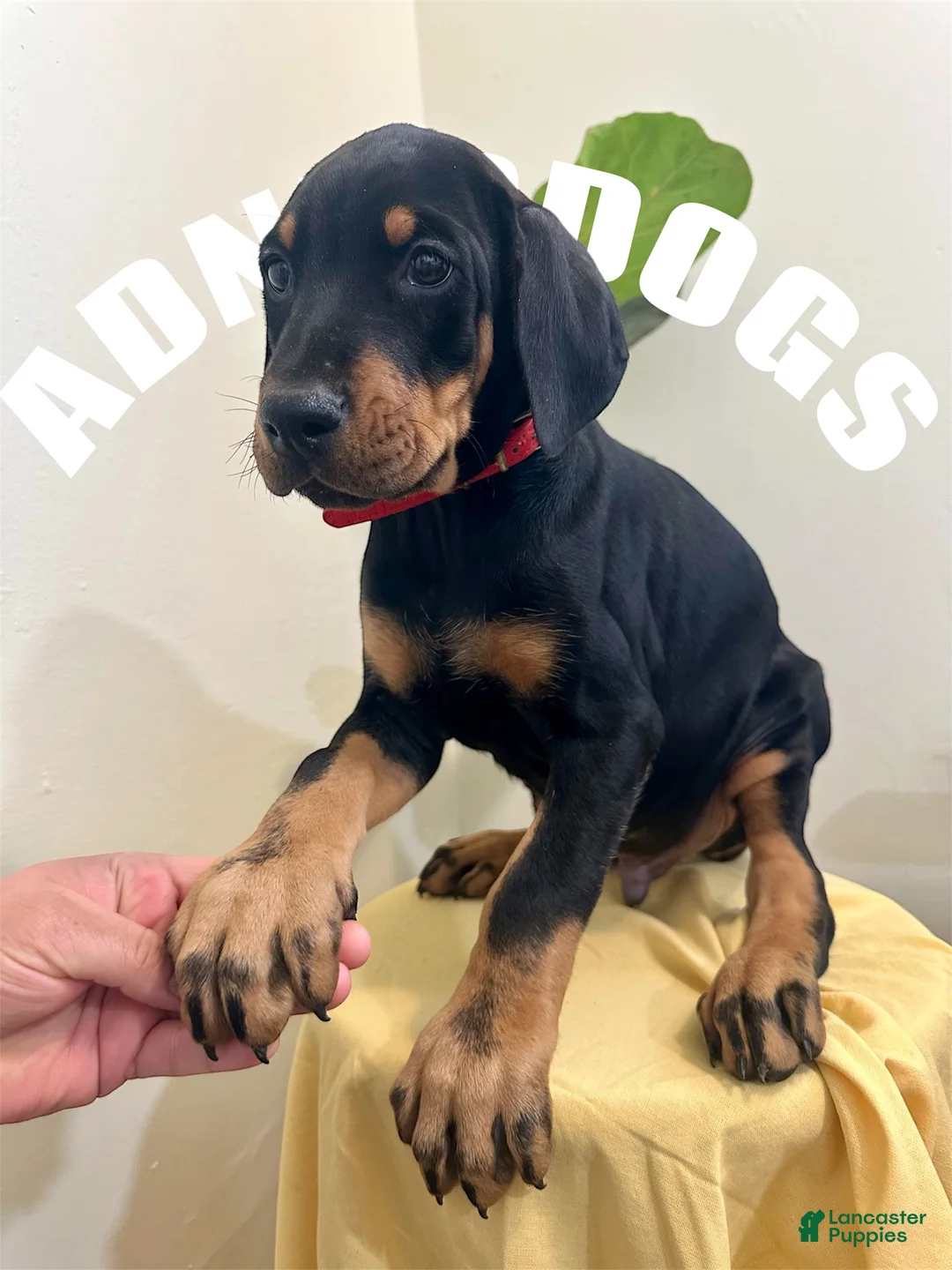 Doberman Pinscher dogs for sale: Doberman Pinscher (Male) - Ad 2