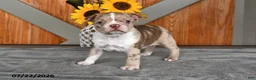 Boston Terrier dogs for sale: Tina - Ad 1