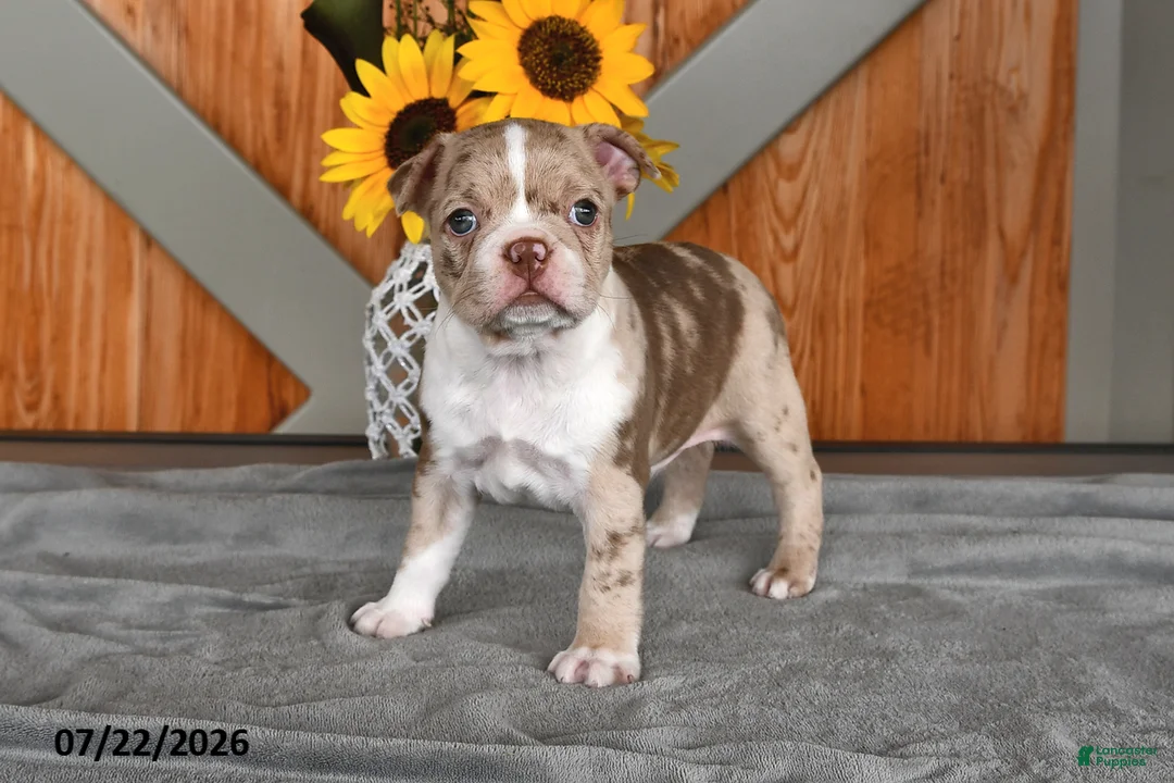 Boston Terrier dogs for sale: Tina - Ad 1