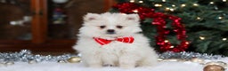 Pomeranian dogs for sale: Bowie - Ad 1