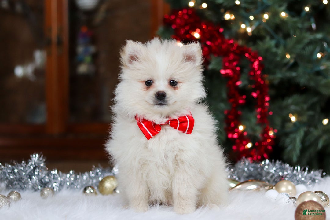 Pomeranian dogs for sale: Bowie - Ad 1