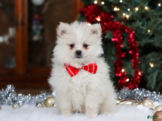 Pomeranian dogs Bowie - Ad 1