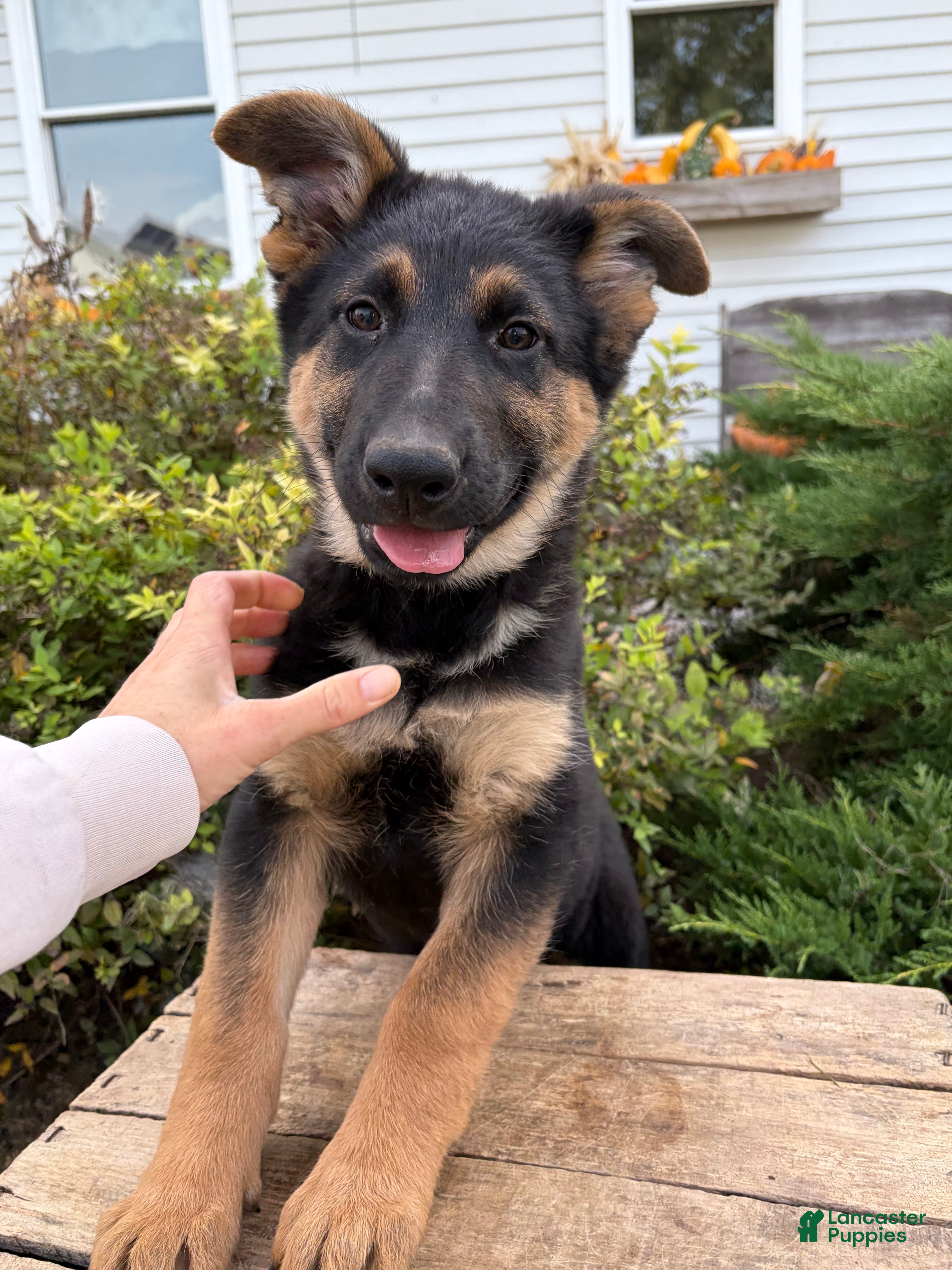 German Shepherd dogs for sale: Dakota - Ad 1