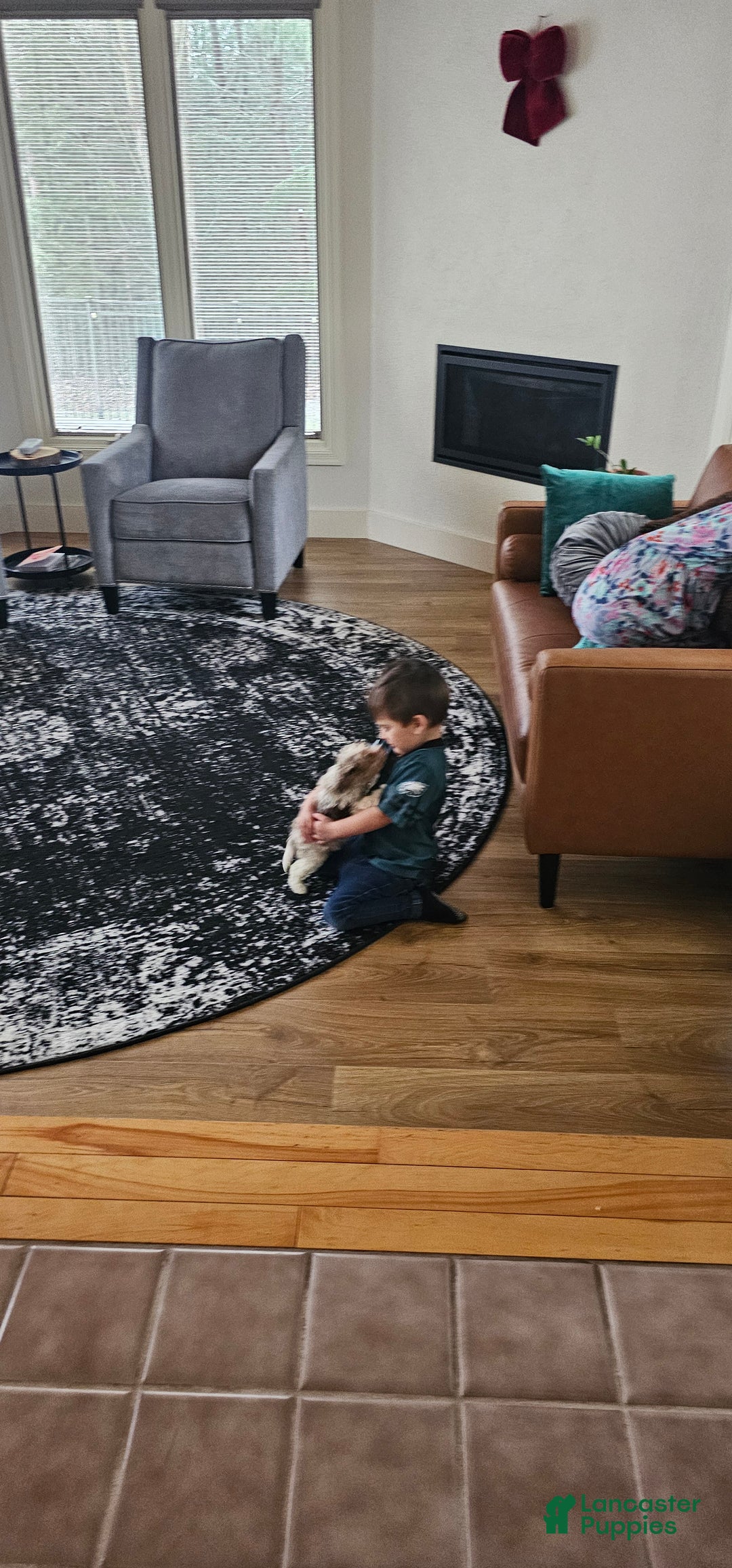 Miniature Poodle dogs for sale: Sarah - Ad 5