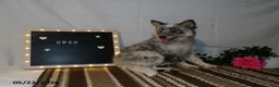 Australian Cattle Dog dogs for sale: Oreo - Ad 4