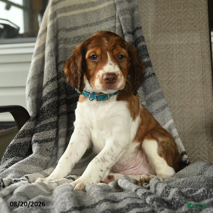 English Springer Spaniel dogs Corvette - Ad 1