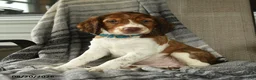 English Springer Spaniel dogs for sale: Corvette - Ad 1