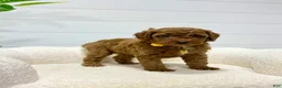 Mini Goldendoodle dogs for sale: Lilah  🐶💕 - Ad 10
