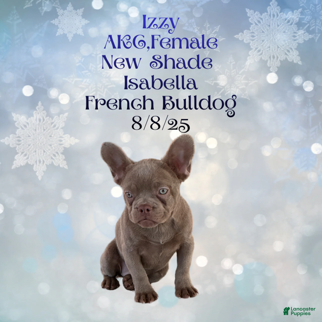 French Bulldog dogs for sale: 🐾 “Izzy the Velvet Queen: Blue-Eyed Beauty with Boss Energy & Breeding Potential” - Ad 8