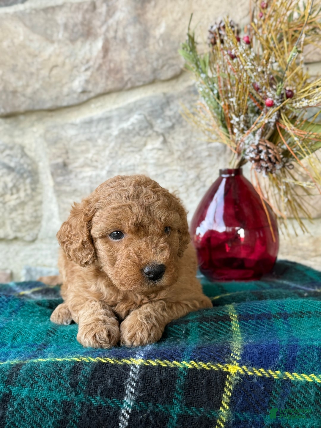Mini Goldendoodle dogs for sale: Snowball - Ad 10
