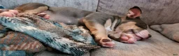 American Bully dogs for sale: American Bully 1 - Ad 19