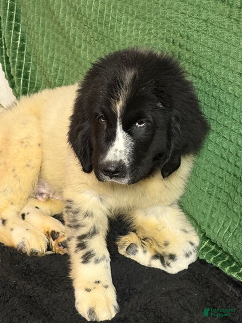 Newfoundland dogs Orange collar Male - Ad 2