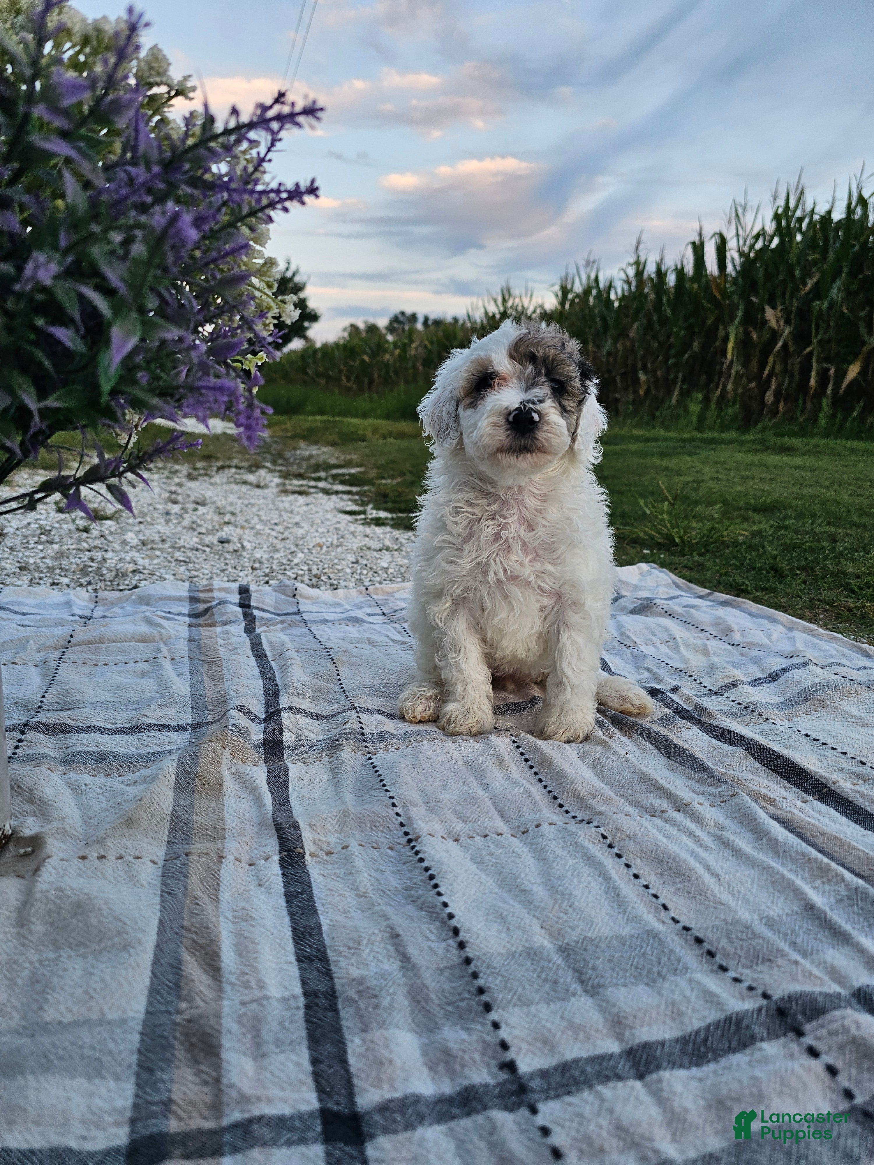 Mini Goldendoodle dogs Sage - Ad 1