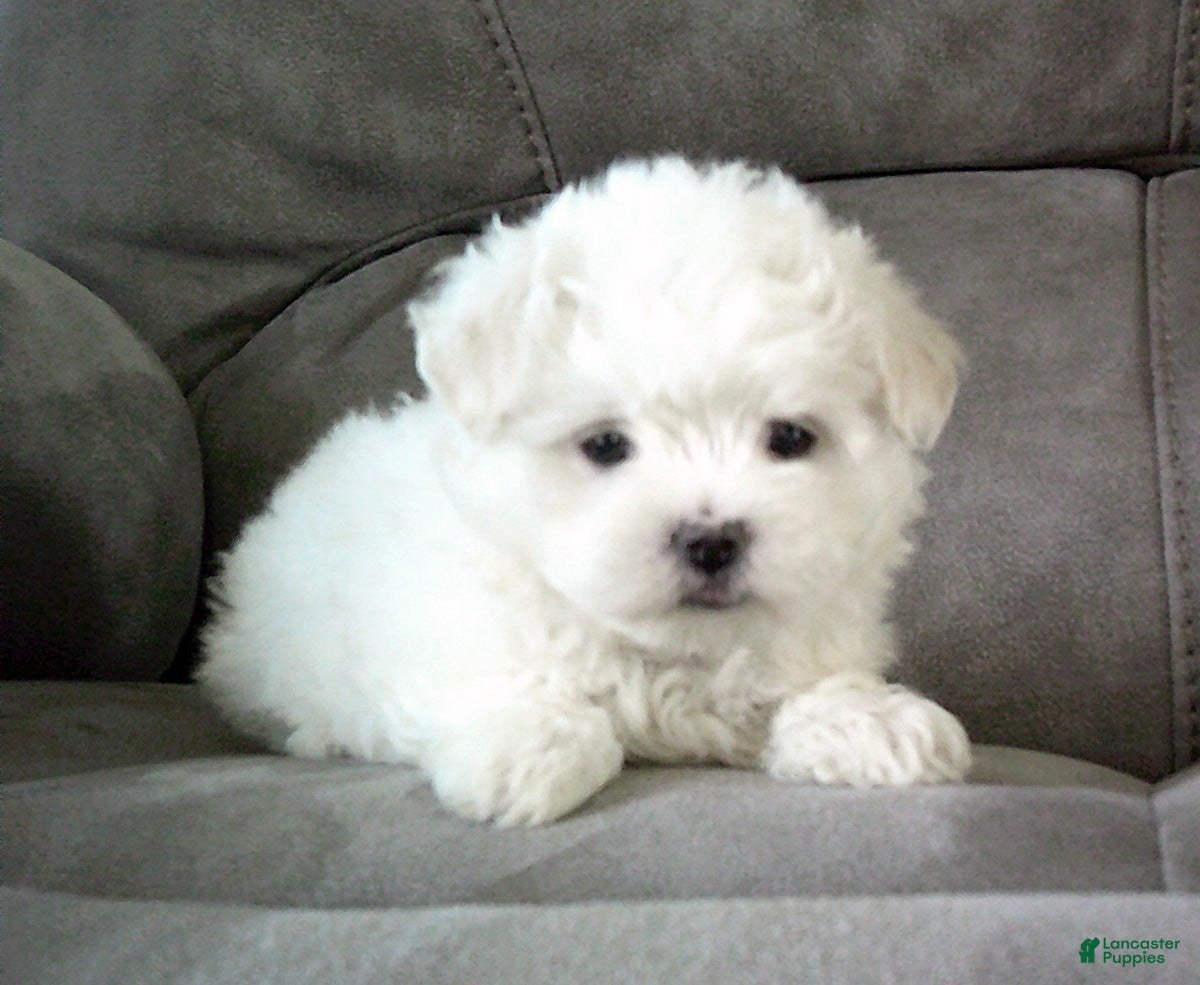 Maltese dogs for sale: Suzy - Ad 2