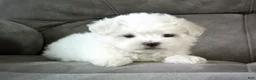 Maltese dogs for sale: Suzy - Ad 2