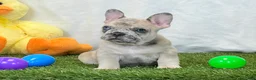 French Bulldog dogs for sale: Duke - Ad 3