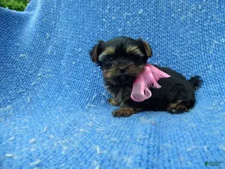 Yorkshire Terrier dogs Vivi - Ad 1