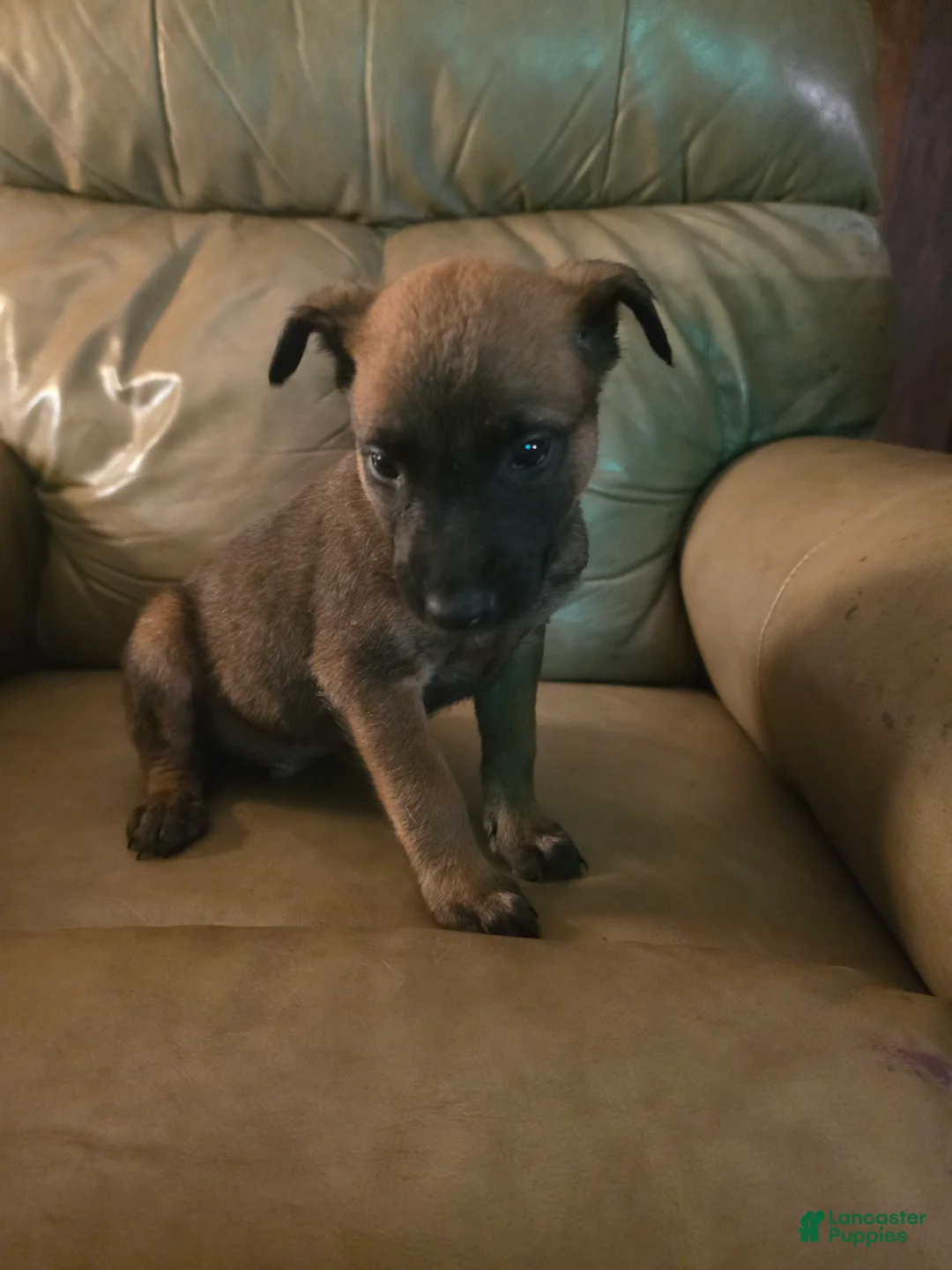 Belgian Malinois dogs for sale: Belgian Malinois 10 (no collar) - Ad 2