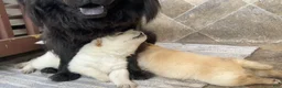 Mixed Breed dogs for sale: Chowski boy - Ad 3
