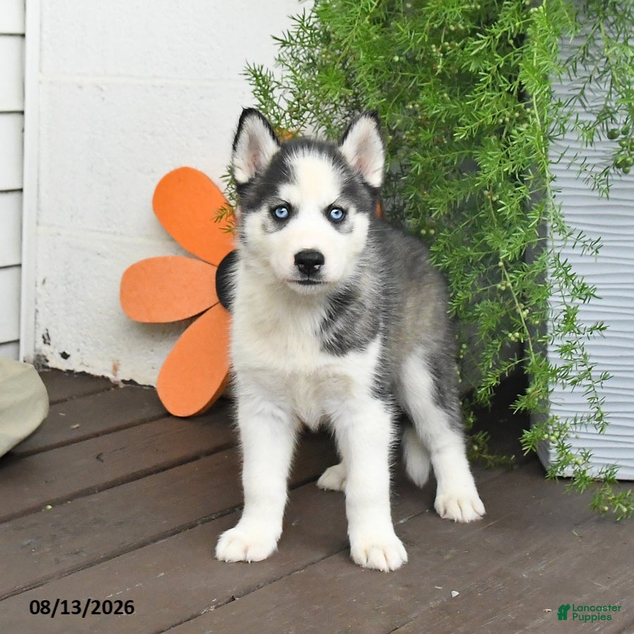 Gerberian Shepsky dogs Frosty - Ad 1