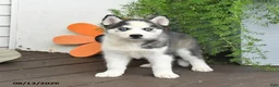 Gerberian Shepsky dogs for sale: Frosty - Ad 1