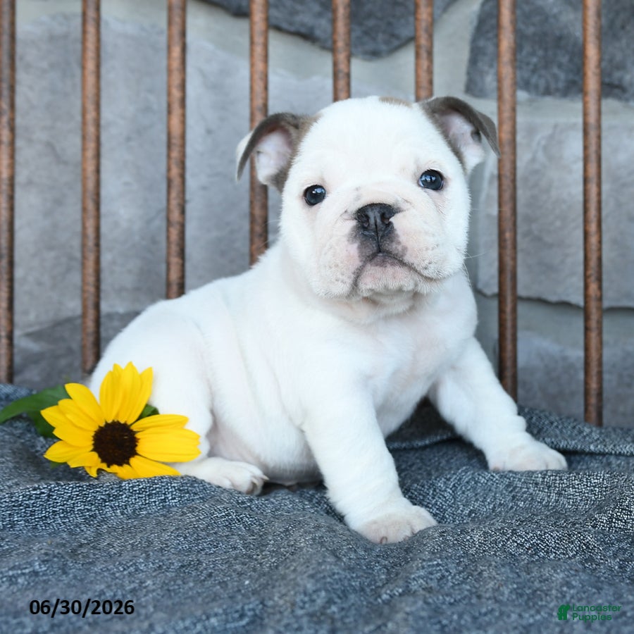 English Bulldog dogs for sale: Daisy - Ad 1