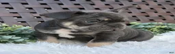 Mixed Breed dogs for sale: Mixed Breed 1 - Ad 3
