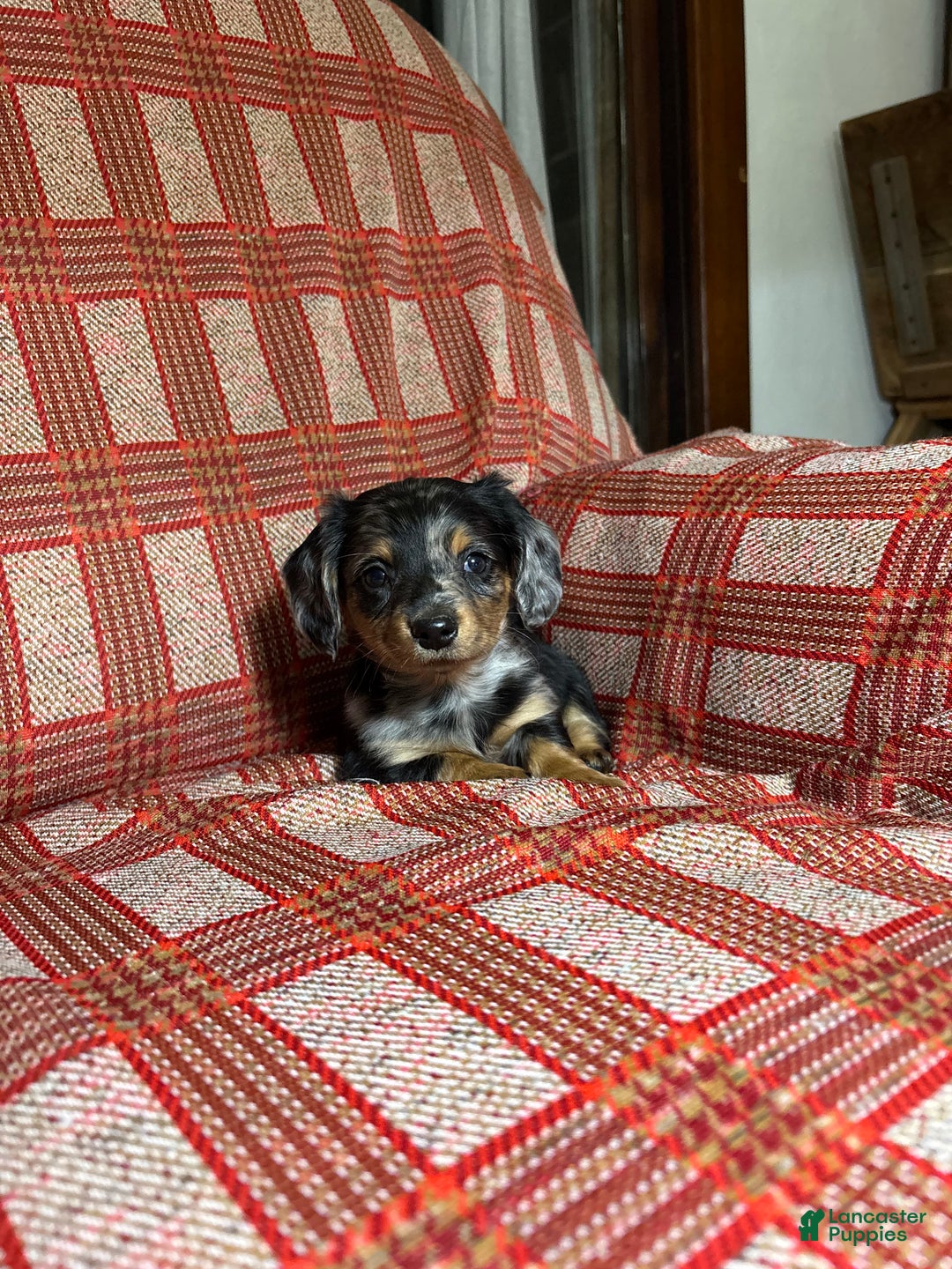 Miniature Dachshund dogs for sale: Miniature Dachshund Puppy 1 - Ad 2