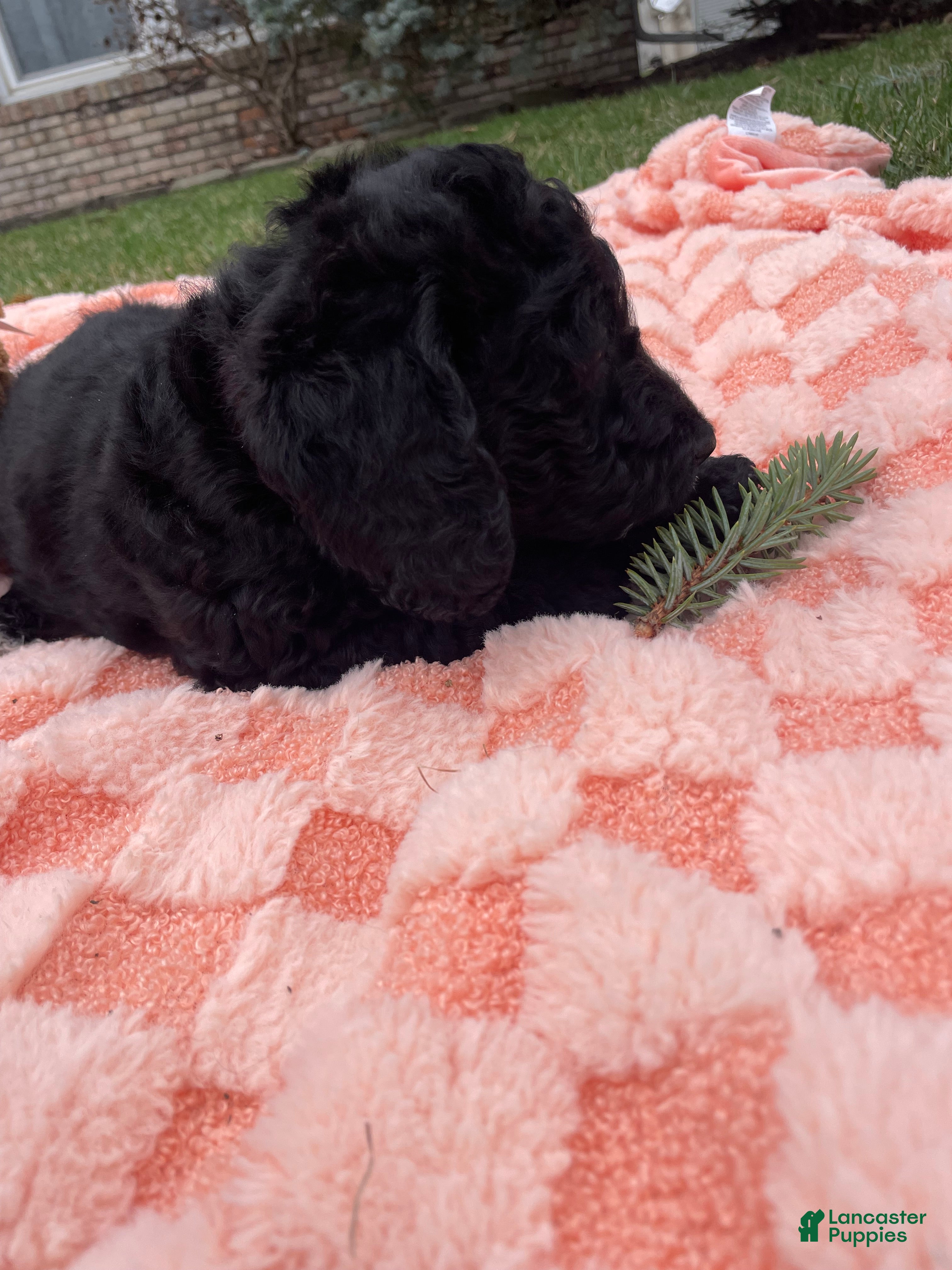 Labradoodle dogs Shadow - Ad 1