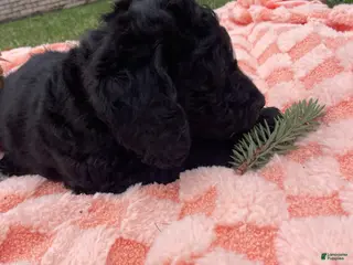 Labradoodle dogs for sale: Shadow - Ad 1