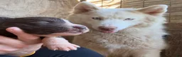 Siberian Husky dogs for sale: Snickers  - Ad 8