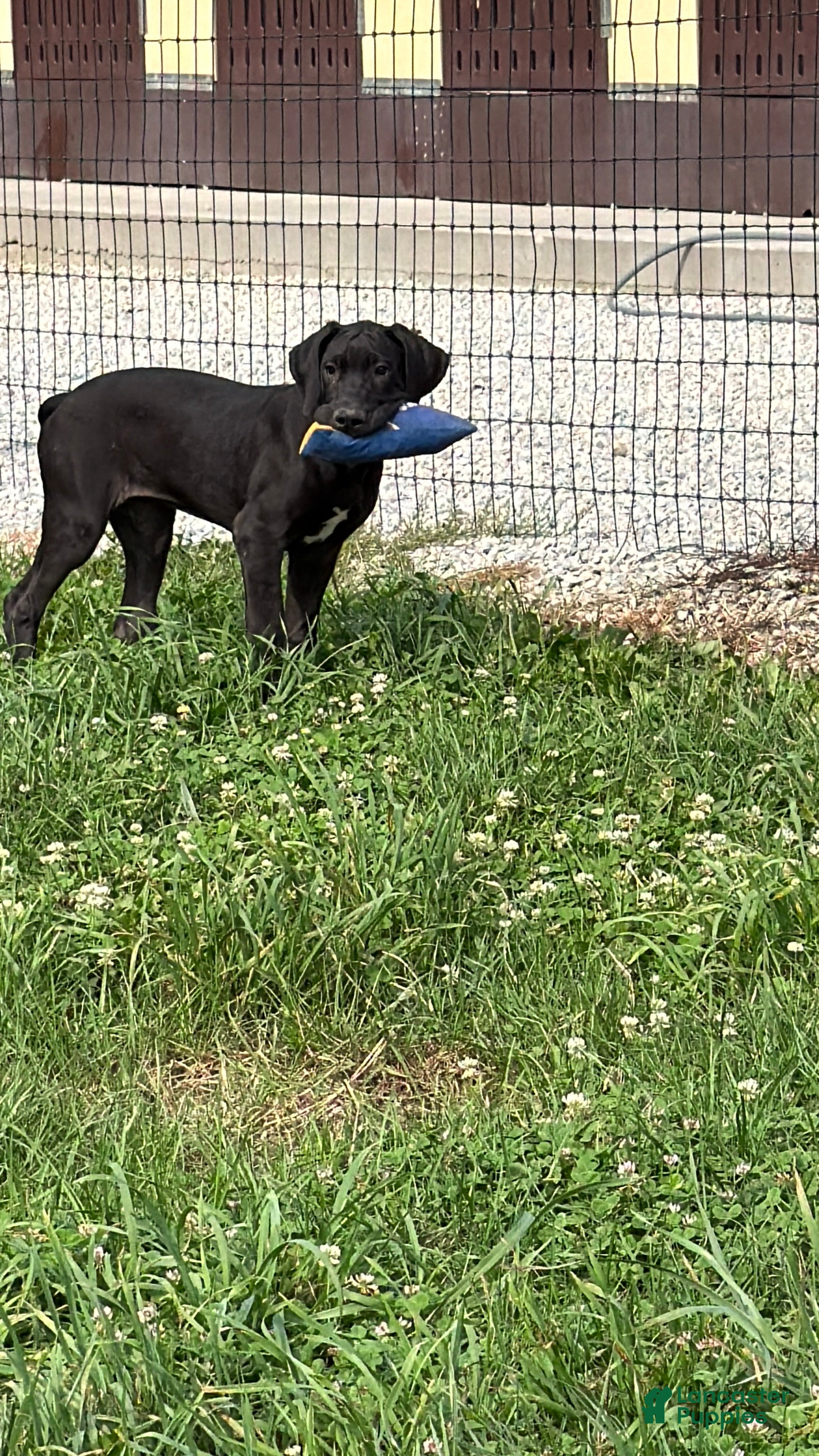 Great Dane dogs Pam Great Dane  - Ad 2