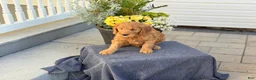 Goldendoodle dogs for sale: Turner - Ad 16