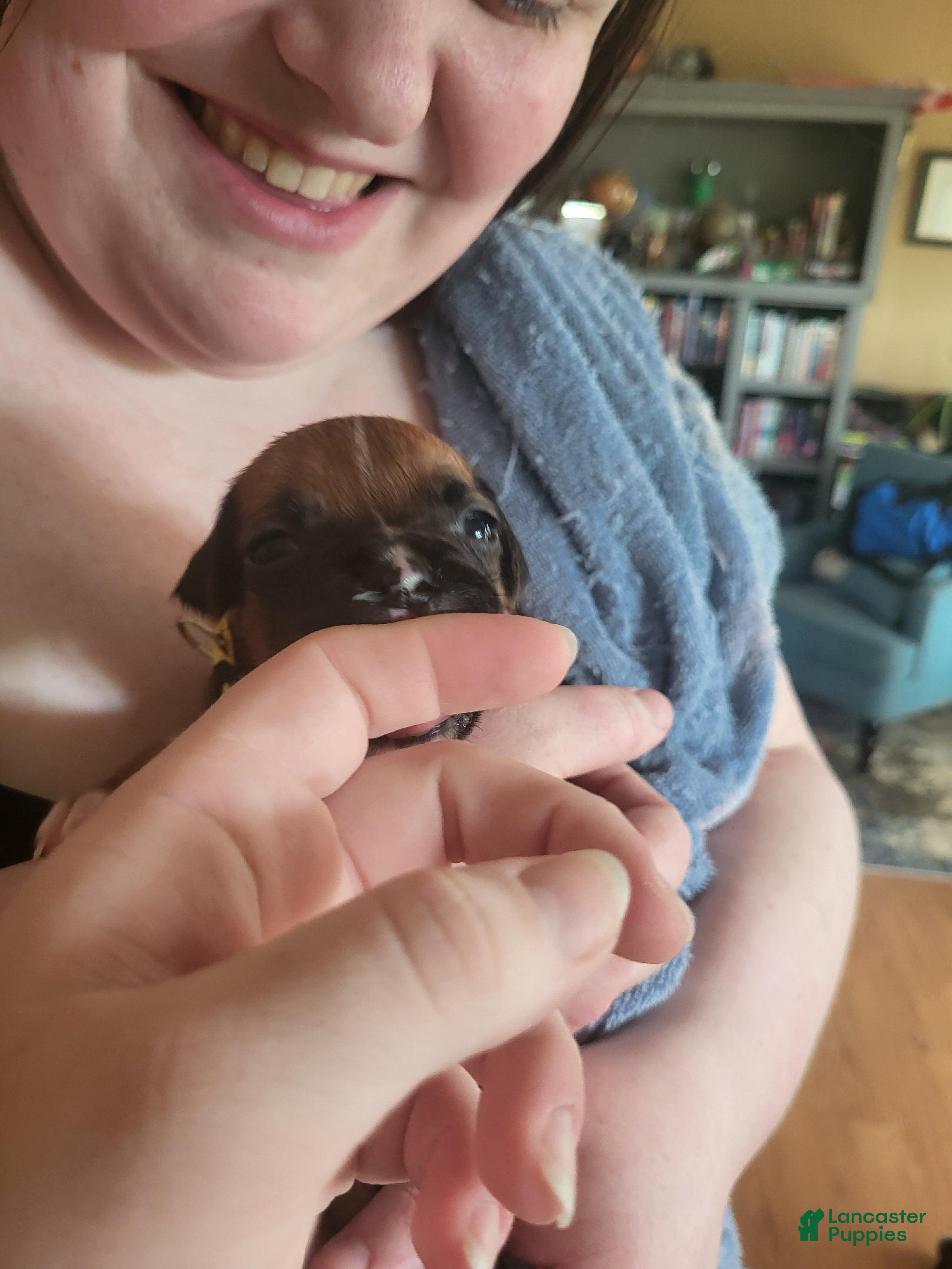 Boxer dogs Yellow Female - Ad 5