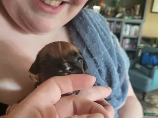 Boxer dogs Yellow Female - Ad 7