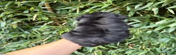 Miniature Schnauzer dogs for sale: Miniature Schnauzer 3 - Ad 2