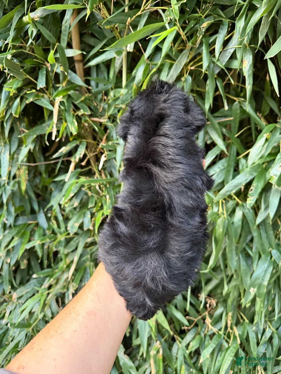 Miniature Schnauzer dogs for sale: Miniature Schnauzer 3 - Ad 2
