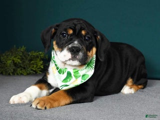 Mixed Breed dogs - Ad 2