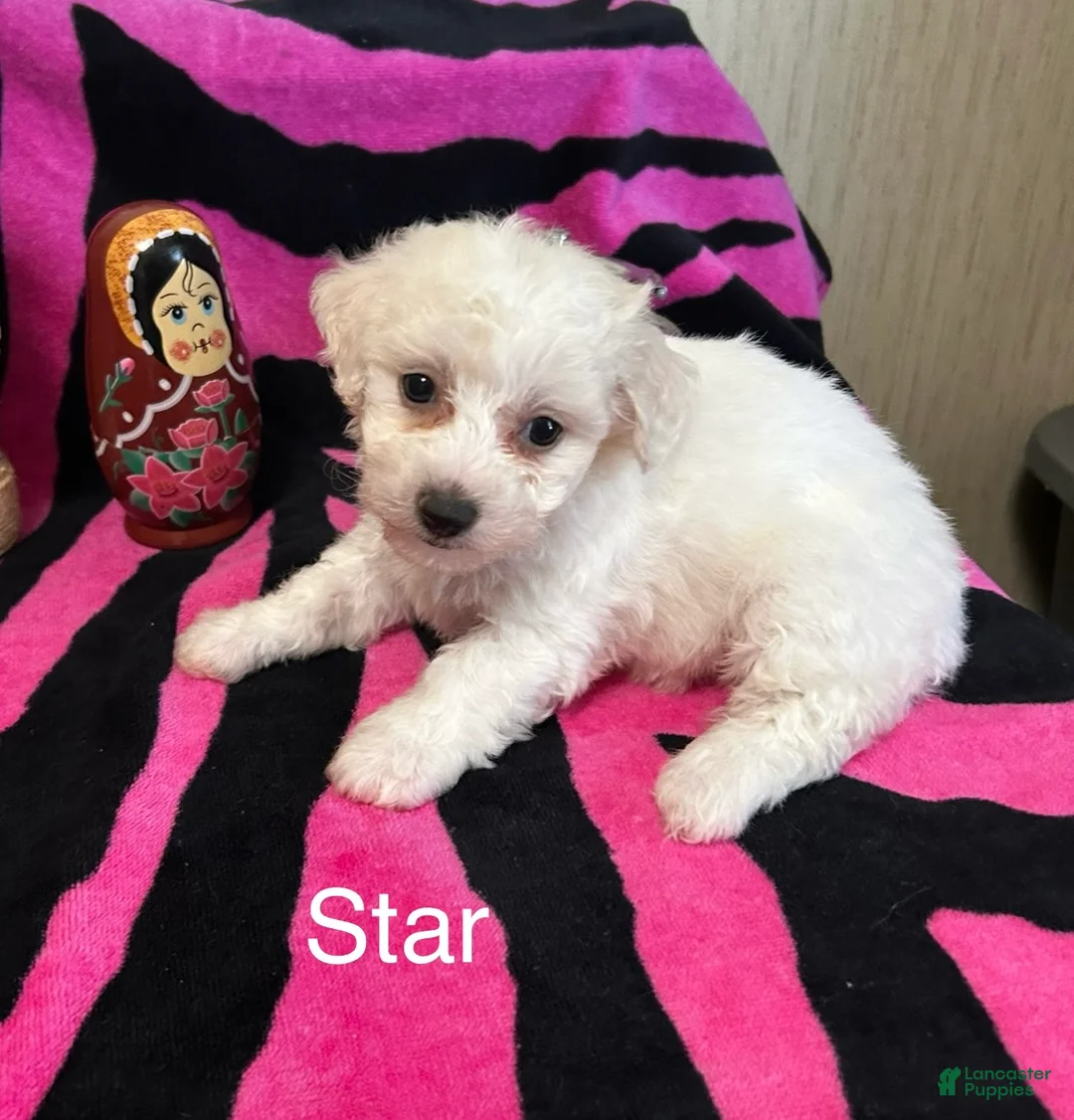 Bichon Frise dogs for sale: Bichon Frise 4 star - Ad 2