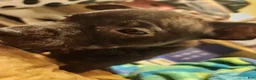 American Pit Bull Terrier dogs for sale: American Pit Bull Terrier 6 - Ad 4