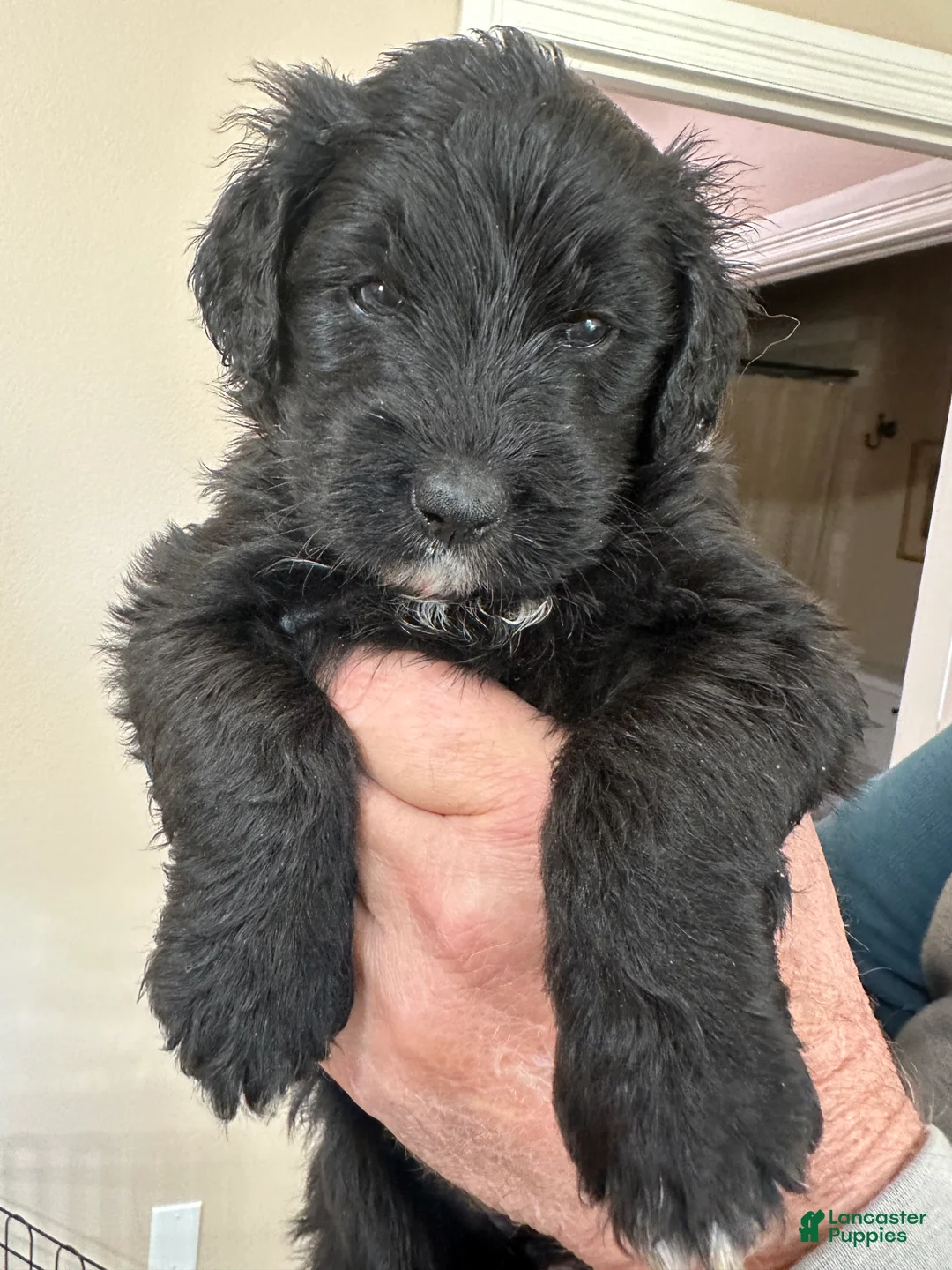 Mixed Breed dogs for sale: female # 2 English Shepherd Doodle - Ad 2