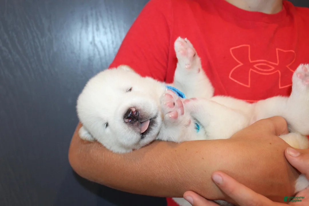 Akita dogs for sale: AKC Ice - Ad 2