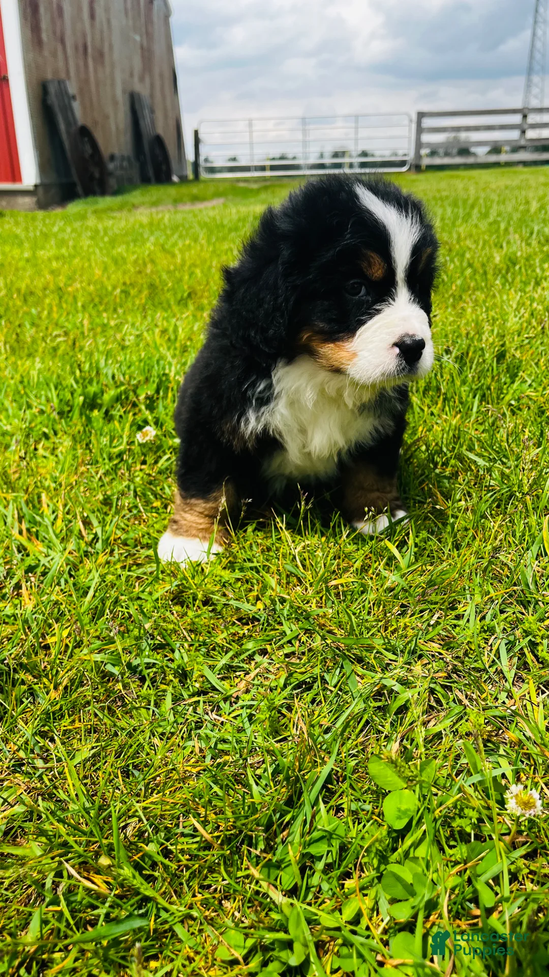 Bernese Mountain Dog dogs for sale: Sullivan - Ad 9