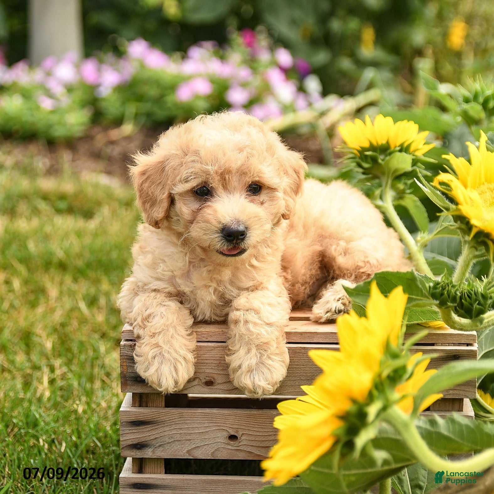 Maltipoo dogs Biscuit - Ad 1