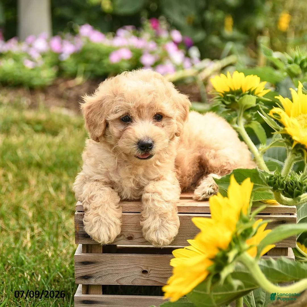 Maltipoo dogs for sale: Biscuit - Ad 1