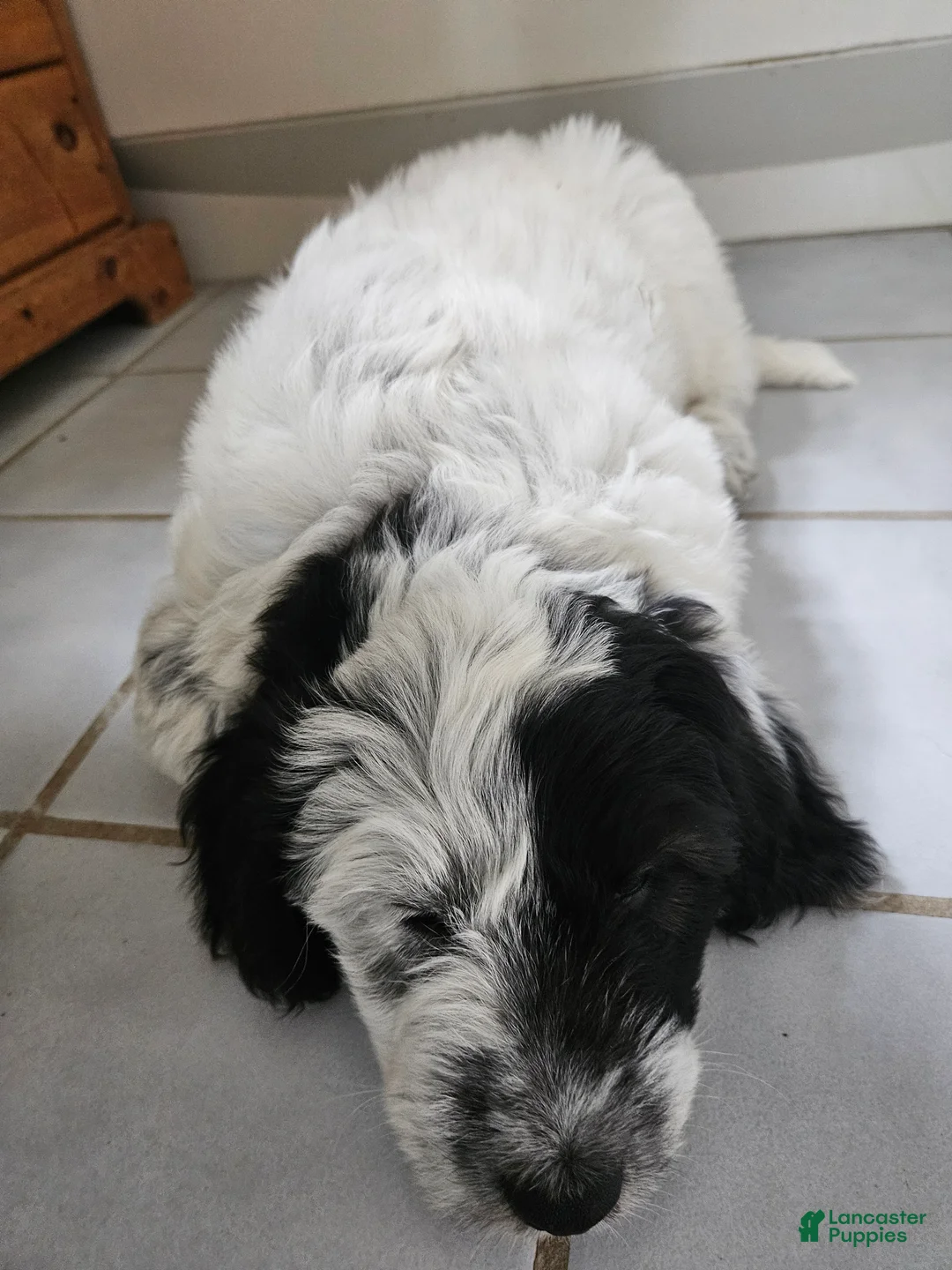 Bordoodle dogs for sale: Bandit - Ad 2