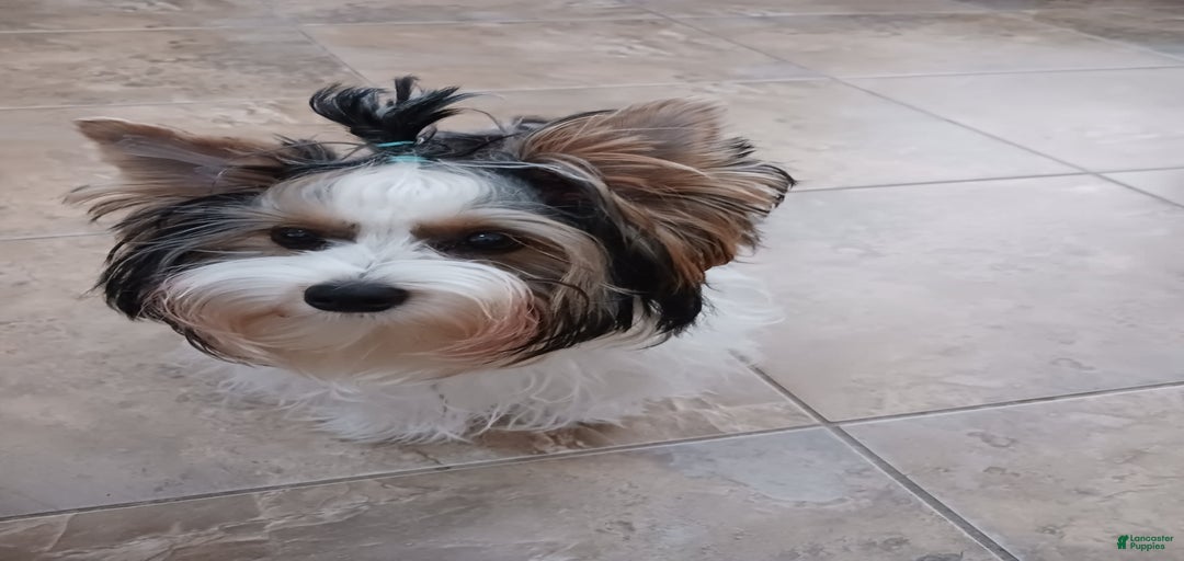 Gallery Image {{count}}